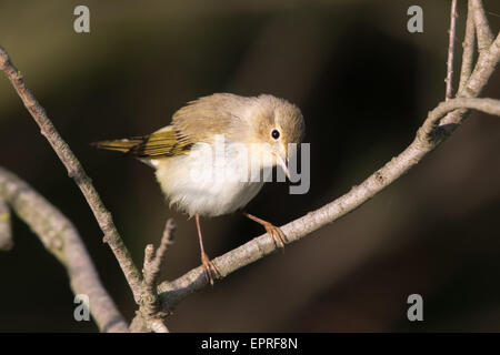 Western Bonelli's Warbler (Phylloscopus bonelli) Banque D'Images