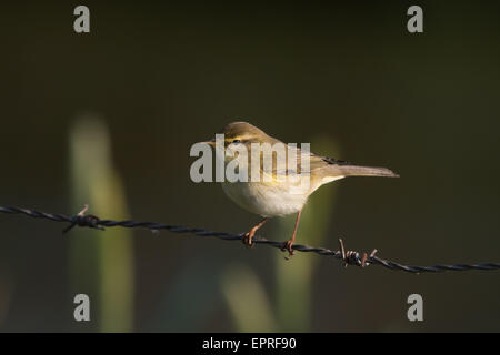 Willow Warbler (Phylloscopus trochilus) sur une clôture en fil barbelé Banque D'Images