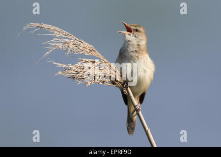Grand Reed Warbler (Acrocephalus arundinaceus) chantant du haut d'un roseau Phragmites Banque D'Images