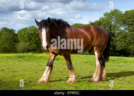 Shire Horse in field Banque D'Images