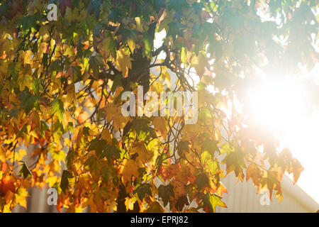 Sunburst brillant à travers arbre feuillu Banque D'Images