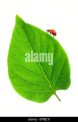 Coccinelle sur une feuille verte sur fond blanc Banque D'Images