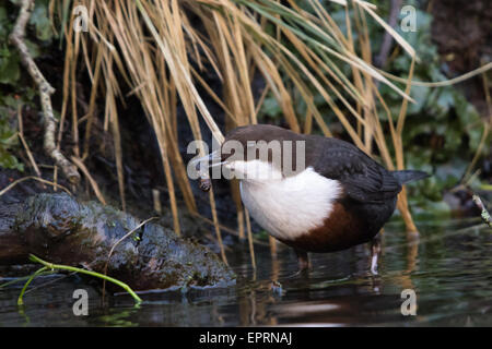 White-throated Dipper (Cinclus cinclus) tenant une larve de phrygane (Trichoptères) dans son projet de loi Banque D'Images