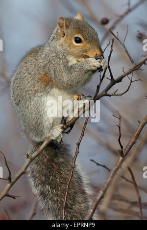L'Écureuil gris (Sciurus carolinensis) se nourrissant sur les baies en hiver Banque D'Images