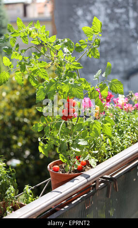 Pot de tomates sur le rebord de la terrasse de la maison avec le jardin urbain Banque D'Images