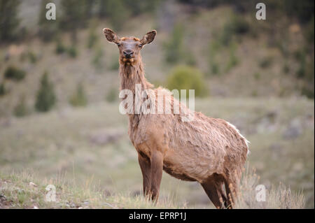 Une vache de wapiti (Cervus elaphus) shaggy manteau est le seul signe de l'hiver précédent, le Parc National de Yellowstone, Wyoming Banque D'Images