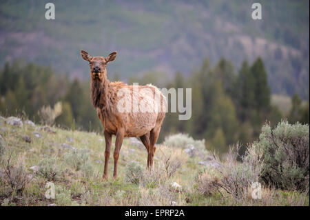 Les Wapitis (Cervus elaphus), le Parc National de Yellowstone, Wyoming Banque D'Images