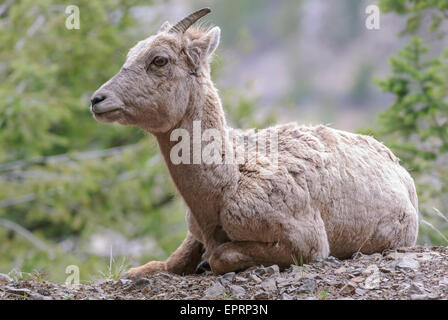 Le repos Le mouflon d'EWE (Ovis canadensis), le Parc National de Yellowstone, Wyoming Banque D'Images