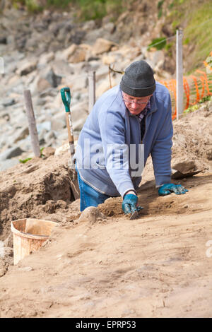 Travaux d'excavation à Whitesands Bay, Pembrokeshire Coast National Park, pays de Galles, Royaume-Uni en mai - homme avec la truelle excavation Banque D'Images