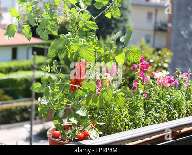 Pot avec plante de tomate à la terrasse de la maison Banque D'Images