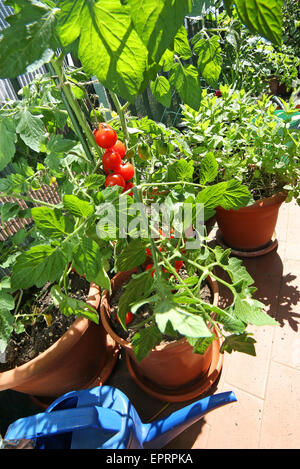 Arrosoir bleu dans le potager urbain dans la ville Banque D'Images