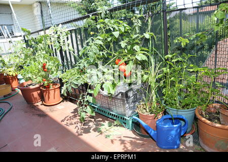 Arrosoir bleu dans le potager urbain dans la ville Banque D'Images