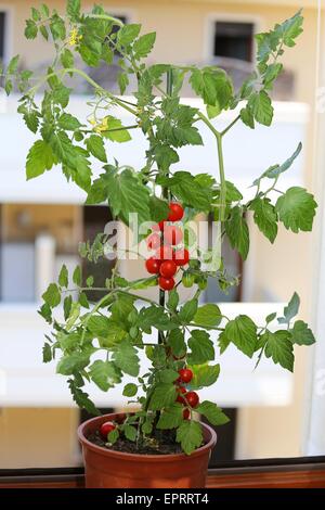 Seul plant de tomates dans le balcon d'une maison Banque D'Images