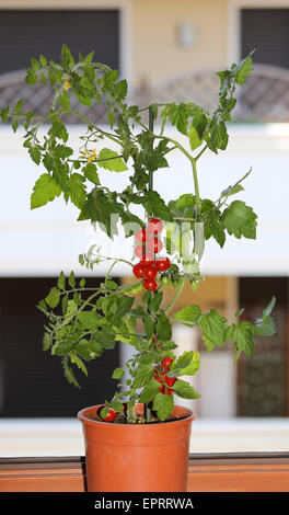 Seul plant de tomates mûres dans le balcon d'une maison Banque D'Images