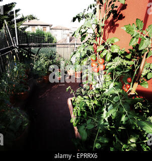 Potager urbain avec de grands pots sur la terrasse Banque D'Images