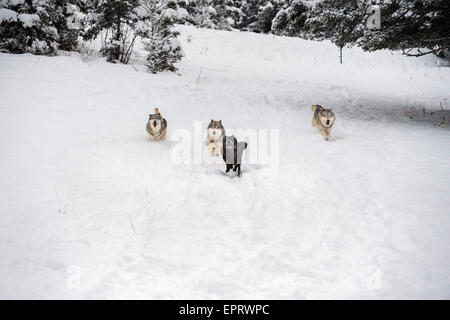 Loup gris Banque D'Images