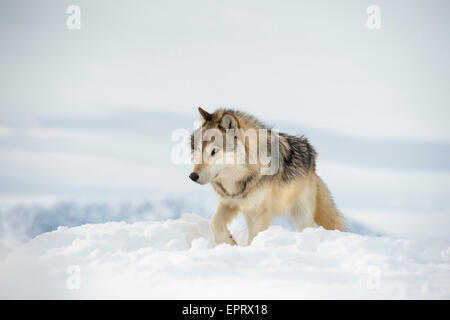 Loup gris Banque D'Images