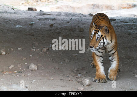 Bamera tigre mâle (Royal tigre du Bengale ou Panthera tigris tigris) à Bandhavgarh National Park, MadhyaPradesh, Inde Banque D'Images