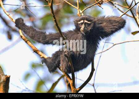 Western Hoolock de disparition (Gibbons Hoolock hoolock mâle) ou à Gibbon Wildlife Sanctuary, Assam, Inde Banque D'Images