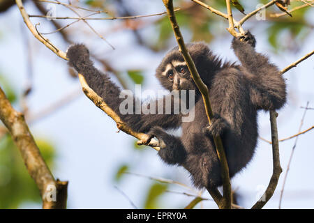 Western Hoolock de disparition (Gibbons Hoolock hoolock mâle) ou à Gibbon Wildlife Sanctuary, Assam, Inde Banque D'Images