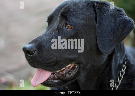 Un jeune noir labrador x rottweiler regardant quelque chose Banque D'Images