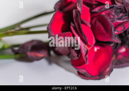 Bouquet de roses rouges de mourir en gros plan sur fond blanc Banque D'Images