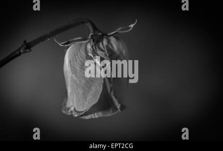 Côté rose mourant tourné en noir et blanc Banque D'Images