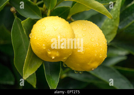 Close-up de citrons sur l'arbre après la pluie Banque D'Images