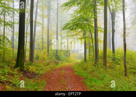 Chemin à travers Misty forêt de hêtres, Spessart, Bavaria, Germany Banque D'Images