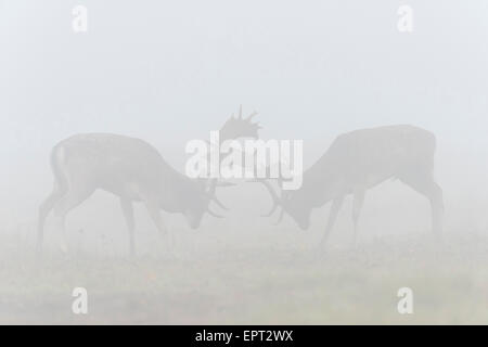 Homme de combat de cerfs de jachère (Cervus dama) dans la brume du matin pendant la saison du rut, Hesse, Allemagne Banque D'Images