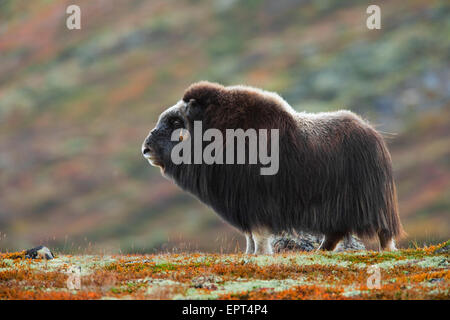 Le boeuf musqué (Ovibos moschatus), Dovrefjell Sunndalsfjella Parc National, Norvège Banque D'Images