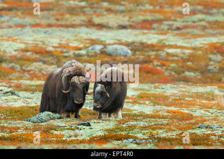 Boeuf musqué (Ovibos moschatus), Dovrefjell Sunndalsfjella Parc National, Norvège Banque D'Images