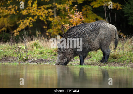 Le sanglier (Sus scrofa) au point d'eau potable, de l'Allemagne Banque D'Images