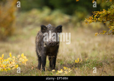 Portrait of young, sanglier (Sus scrofa), Allemagne Banque D'Images