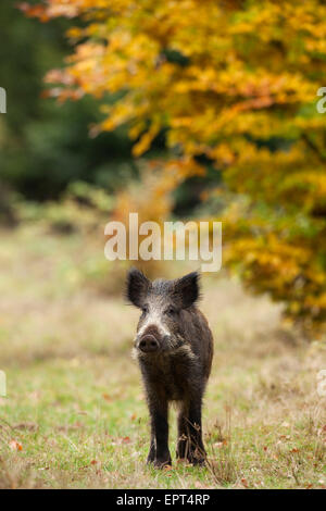 Portrait of young, sanglier (Sus scrofa), Allemagne Banque D'Images