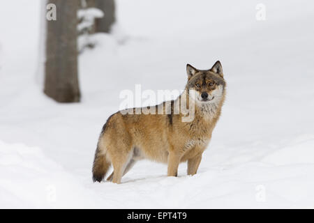 Portrait du loup (Canis lupus) en hiver, le Parc National de la forêt bavaroise, Bavière, Allemagne Banque D'Images