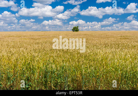 Paysage d'été avec champ de blé et lonely tree au centre de l'Ukraine Banque D'Images