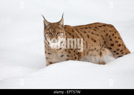 Portrait de lynx (Lynx lynx) en hiver, le Parc National de la forêt bavaroise, Bavière, Allemagne Banque D'Images