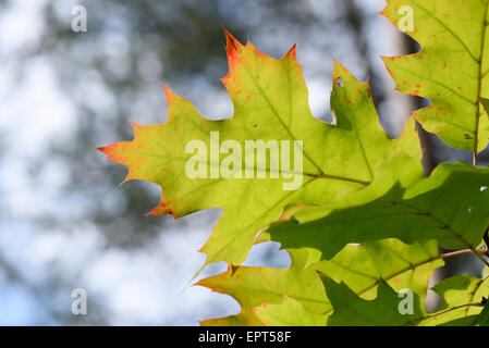 Close-up of northern red oak ou champion chêne (Quercus rubra) feuilles dans une forêt en automne, Haut-Palatinat, en Bavière, Allemagne Banque D'Images