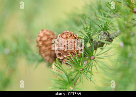 Close-up de mélèze d'Europe (Larix decidua) cônes dans l'automne, Haut-Palatinat, en Bavière, Allemagne Banque D'Images