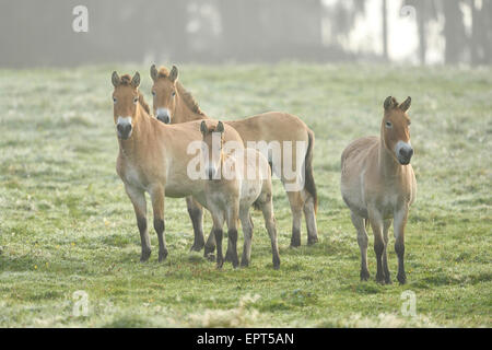 Groupe de chevaux de Przewalski (Equus ferus przewalskii) sur le pré en automne, Parc National de la forêt bavaroise, Bavière, Allemagne Banque D'Images