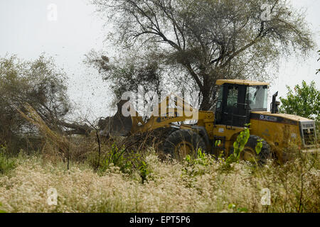 L'ÉTHIOPIE, Gambela, Pukong gouvernement éthiopien loue grand terrain agricole à des investisseurs pour l'agriculture du coton et maïs, le déboisement des forêts de Bush Banque D'Images