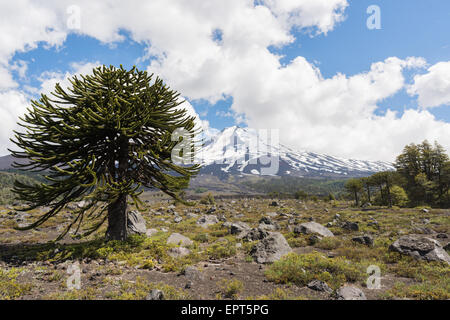 Volcan Llaima au Parque Nacional Conguillio, neuvième région de la Araucanía, Chili Banque D'Images