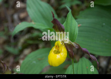 Un gros plan d'un grand Yellow Lady's Slipper dans une forêt de Pennsylvanie. Banque D'Images