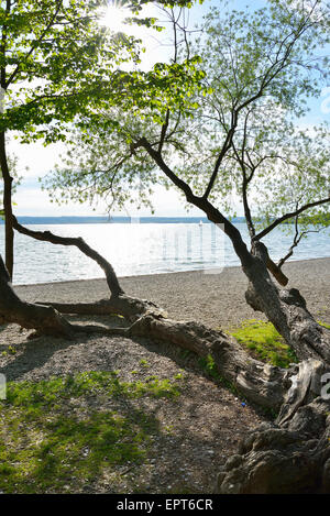 Plage au bord du lac avec arbre étendue sur le sol, Arefu, le lac Ammersee, Fuenfseenland, Upper Bavaria, Bavaria, Germany Banque D'Images