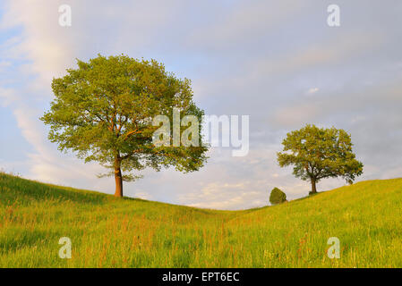 Prairie avec arbres, Haute-Bavière, Bavière, Allemagne Banque D'Images