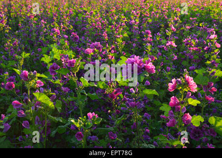 Champ avec des fleurs de mauve en été, Arnstein, Franconia, Bavaria, Germany Banque D'Images