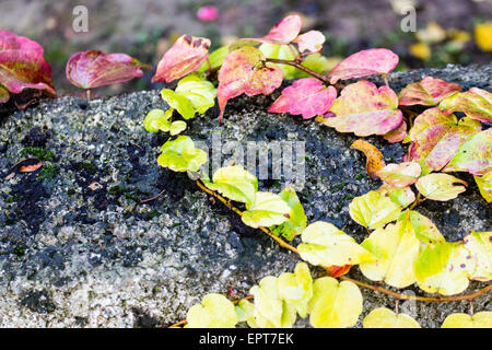 Rouge, vert et orange feuilles de lierre de Boston, du Parthenocissus tricuspidata veitchii, à l'automne sur un vieux mur dans un noir grunge Banque D'Images