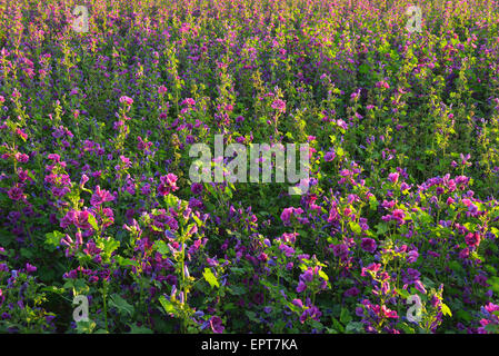 Champ avec des fleurs de mauve en été, Arnstein, Franconia, Bavaria, Germany Banque D'Images