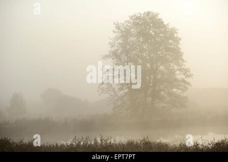 Politique aulne glutineux (Alnus glutinosa) arbres à côté d'un petit lac, matin brumeux en automne, Haut-Palatinat, en Bavière, Allemagne Banque D'Images